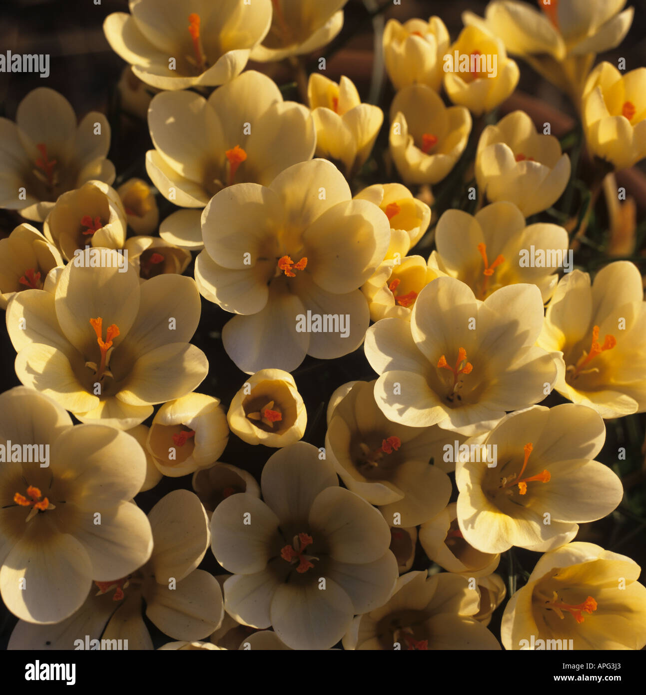 Looking down on a group of Crocus Cream Beauty in low harsh early morning sunlight Stock Photo