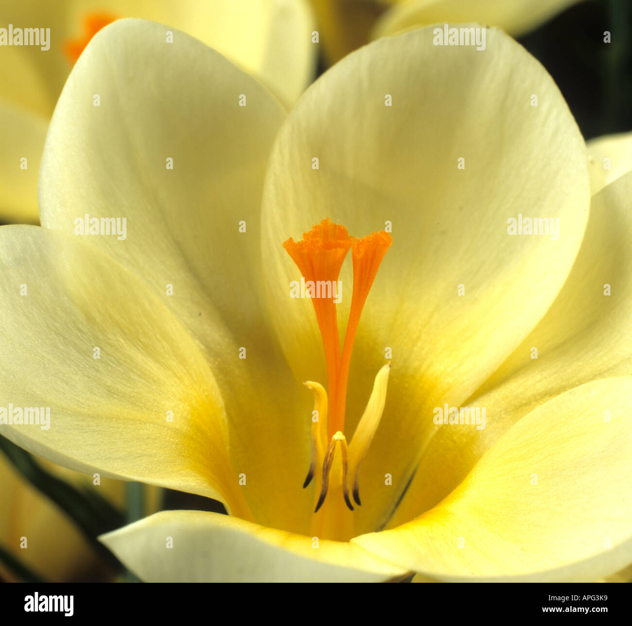 Flower of Crocus Cream Beauty showing anthers and orange three branched style Stock Photo