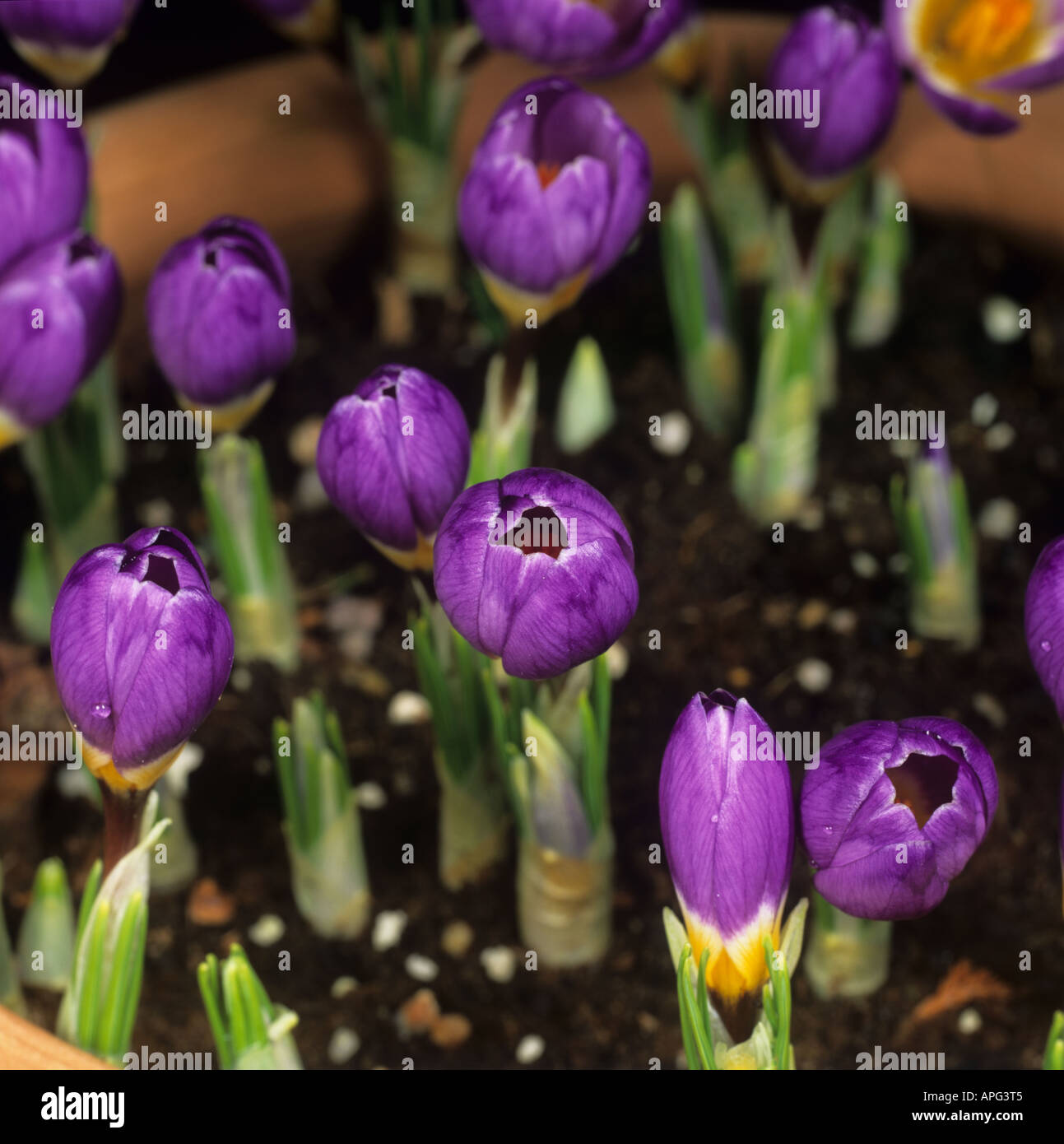 Series of flowers Crocus sieberi sublimus f tricolor variety Tricolour opening number 2 Stock Photo