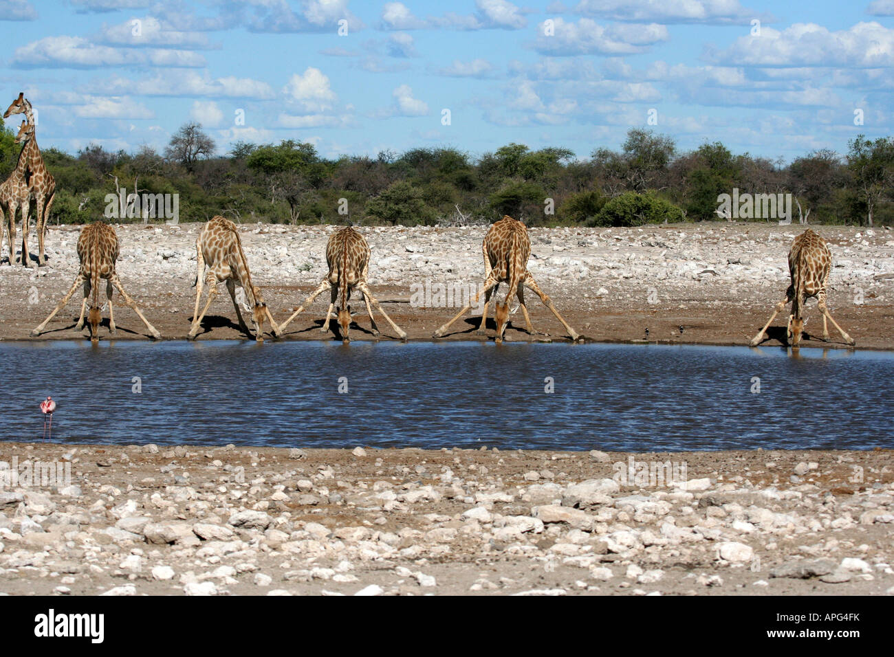 Five Giraffes Drinking Stock Photo
