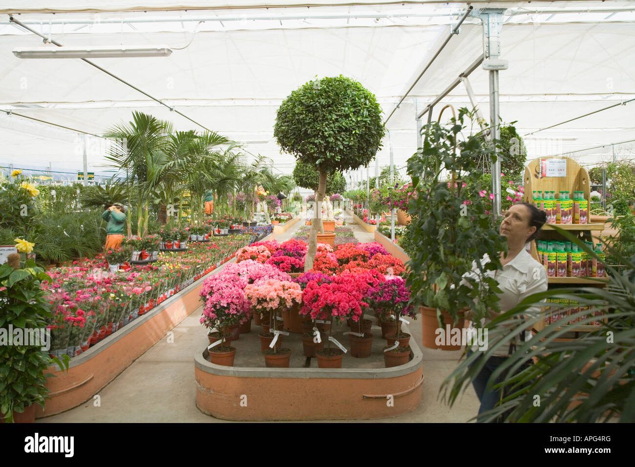 Flowers trees and plants growing in commercial nursery Stock Photo Alamy
