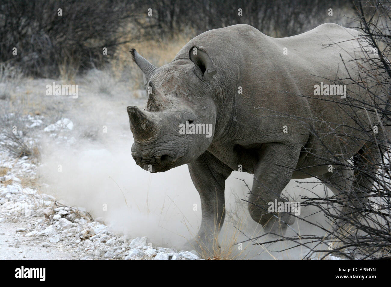 Black Rhino Charging Stock Photo