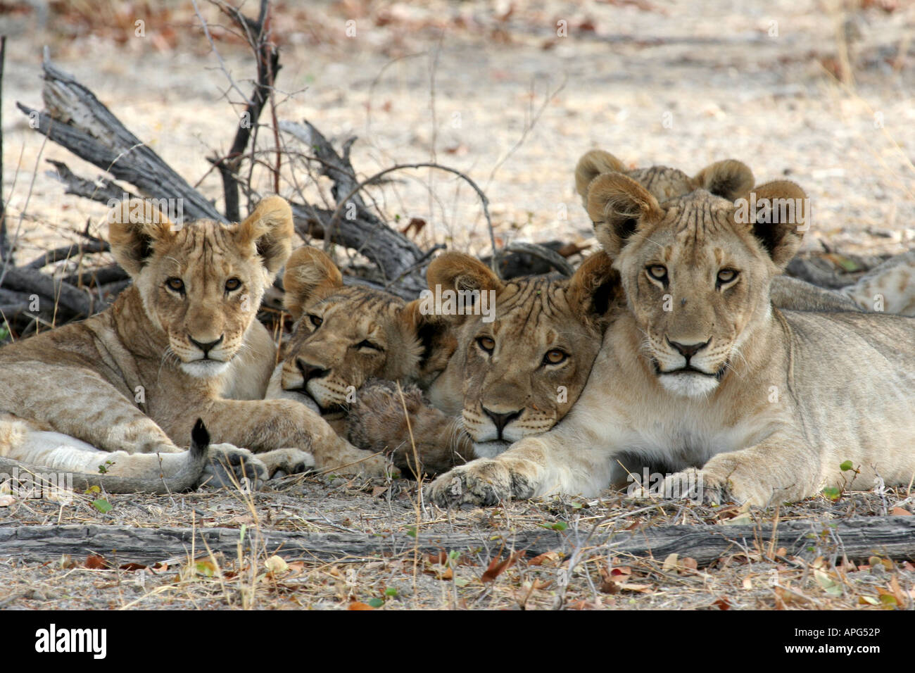 Lion Family with Yawn Stock Photo