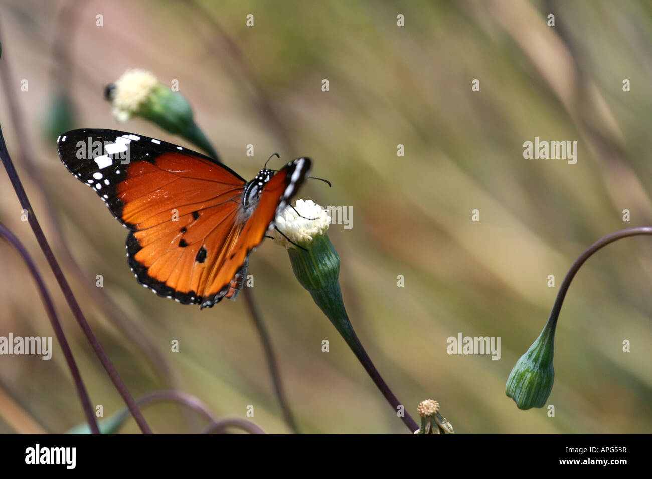 African Monarch Butterfly Stock Photo