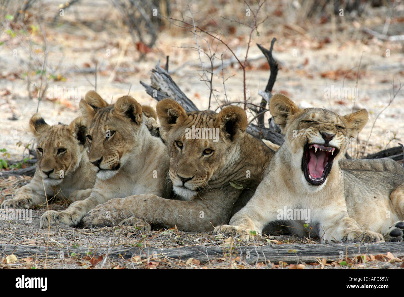 Lion Family with Yawn Stock Photo