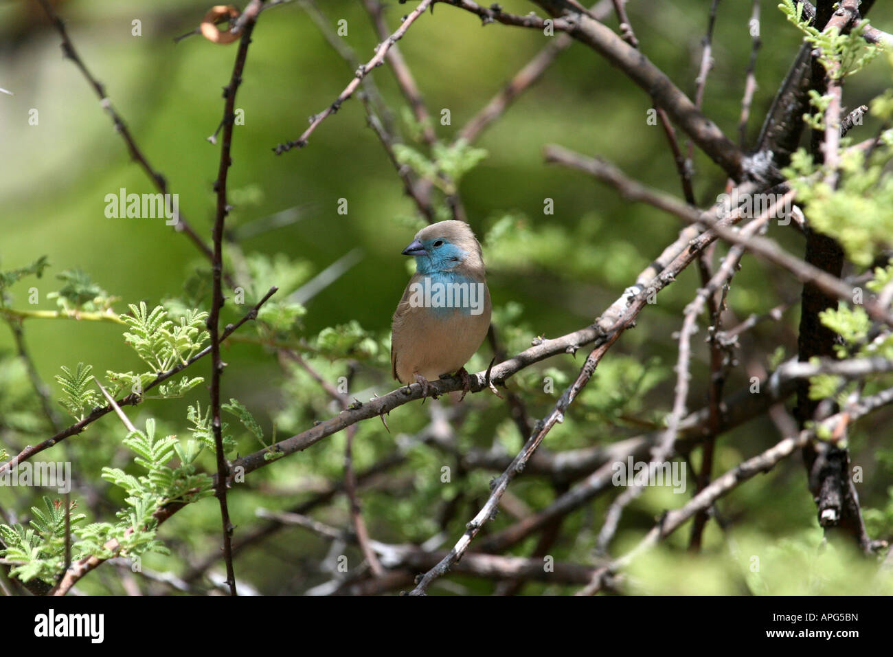 Blue Waxbill Stock Photo