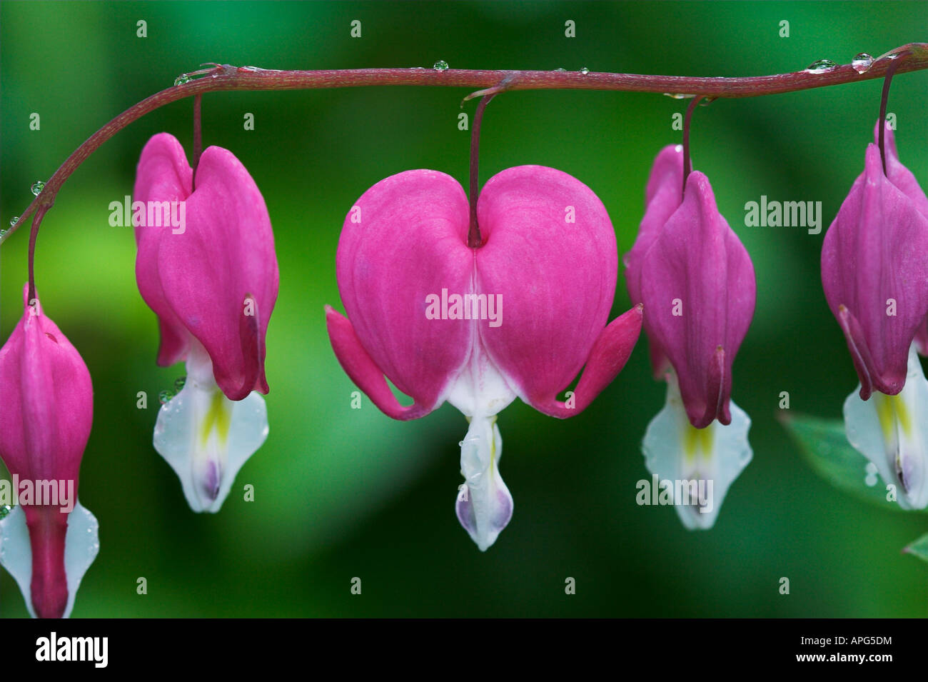 Dicentra spectabilis 'Gold Heart' Bleeding Heart Stock Photo Alamy