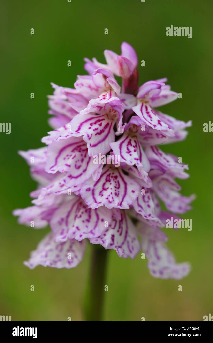 heath spotted orchid, Dactylorhiza maculata, Faroe Islands, Denmark Stock Photo