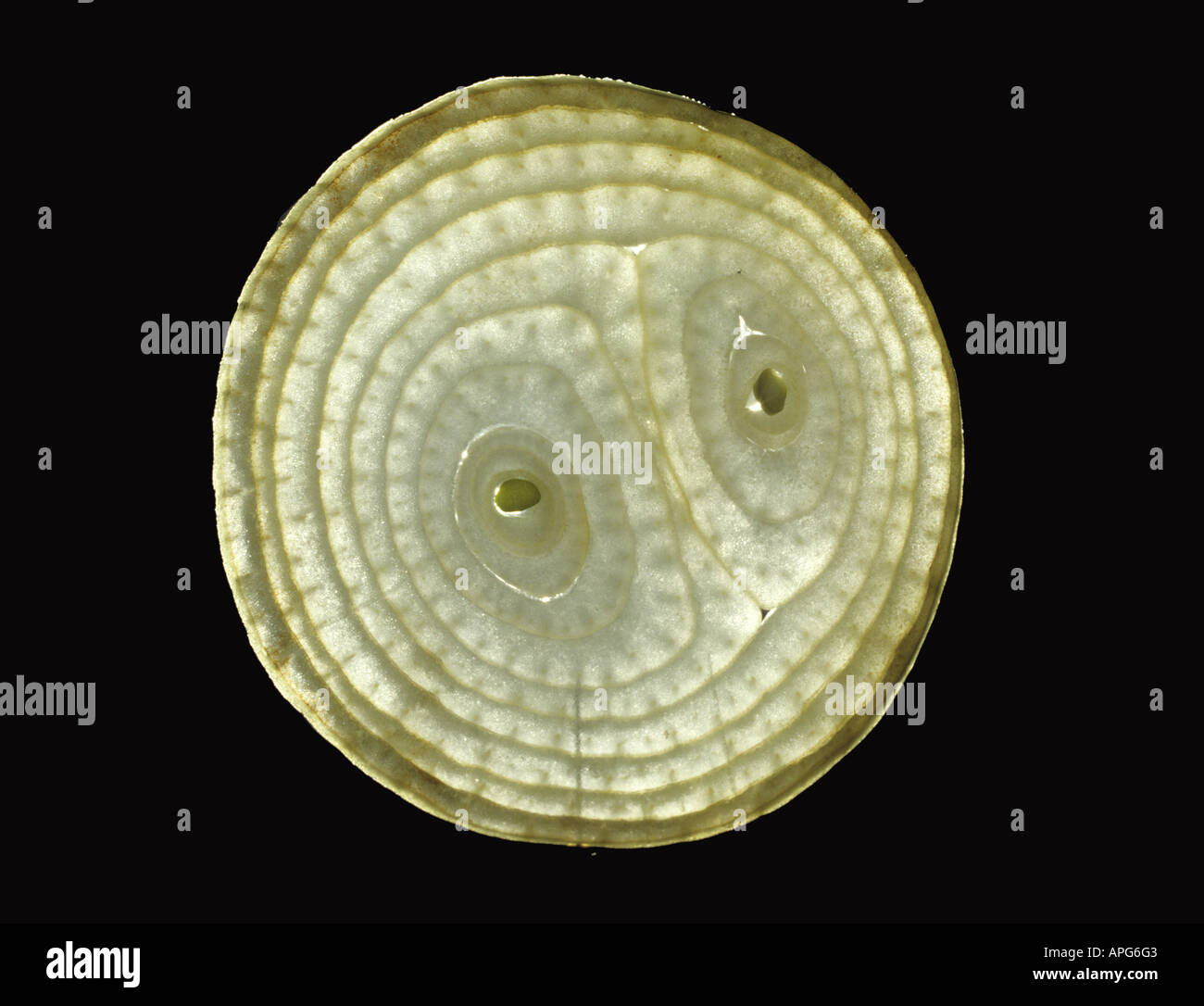 Cross section through an onion bulb to show the internal structure of leaf section Stock Photo