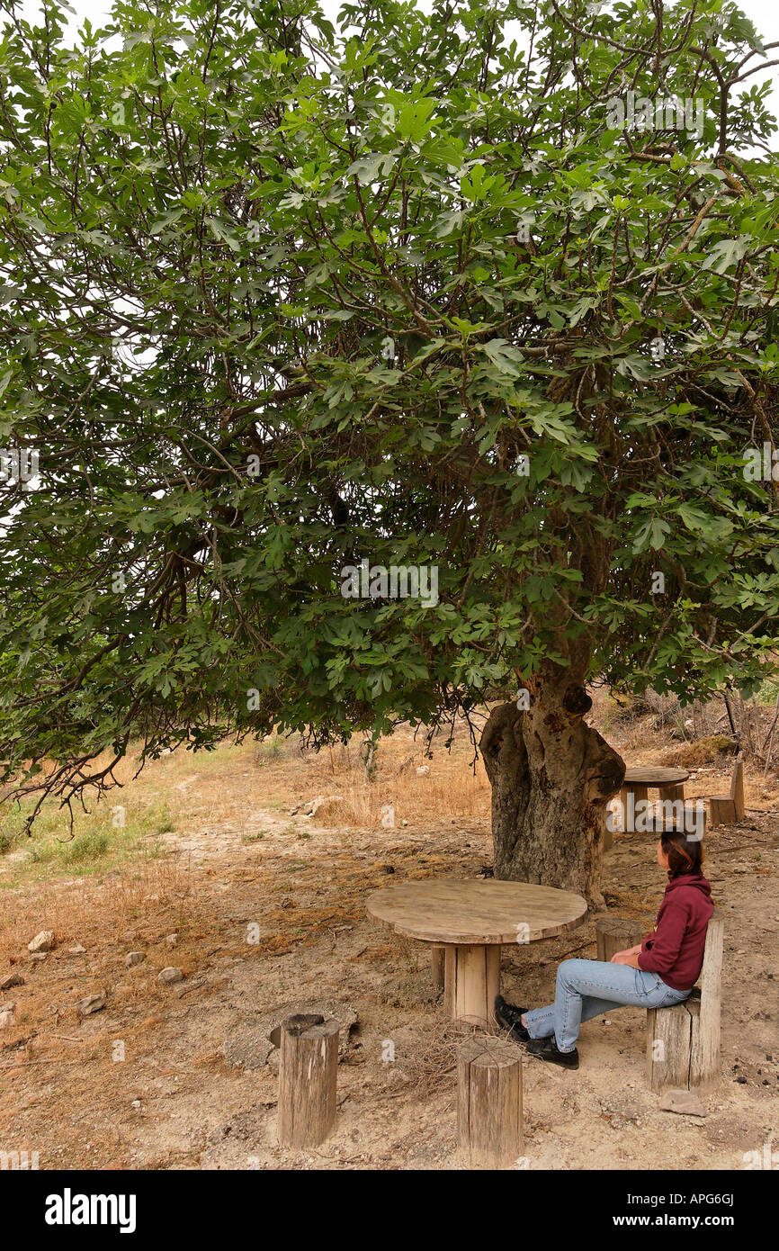 Israel the Upper Galilee Fig tree Ficus carica in Biria forest Stock