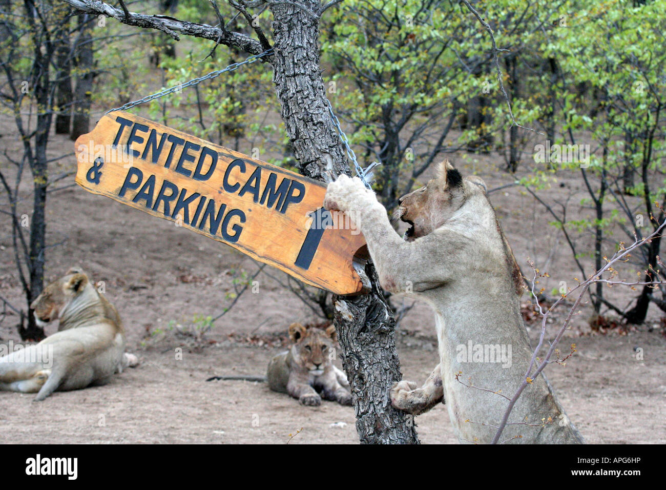 Ongava Sign Lion Attack Stock Photo