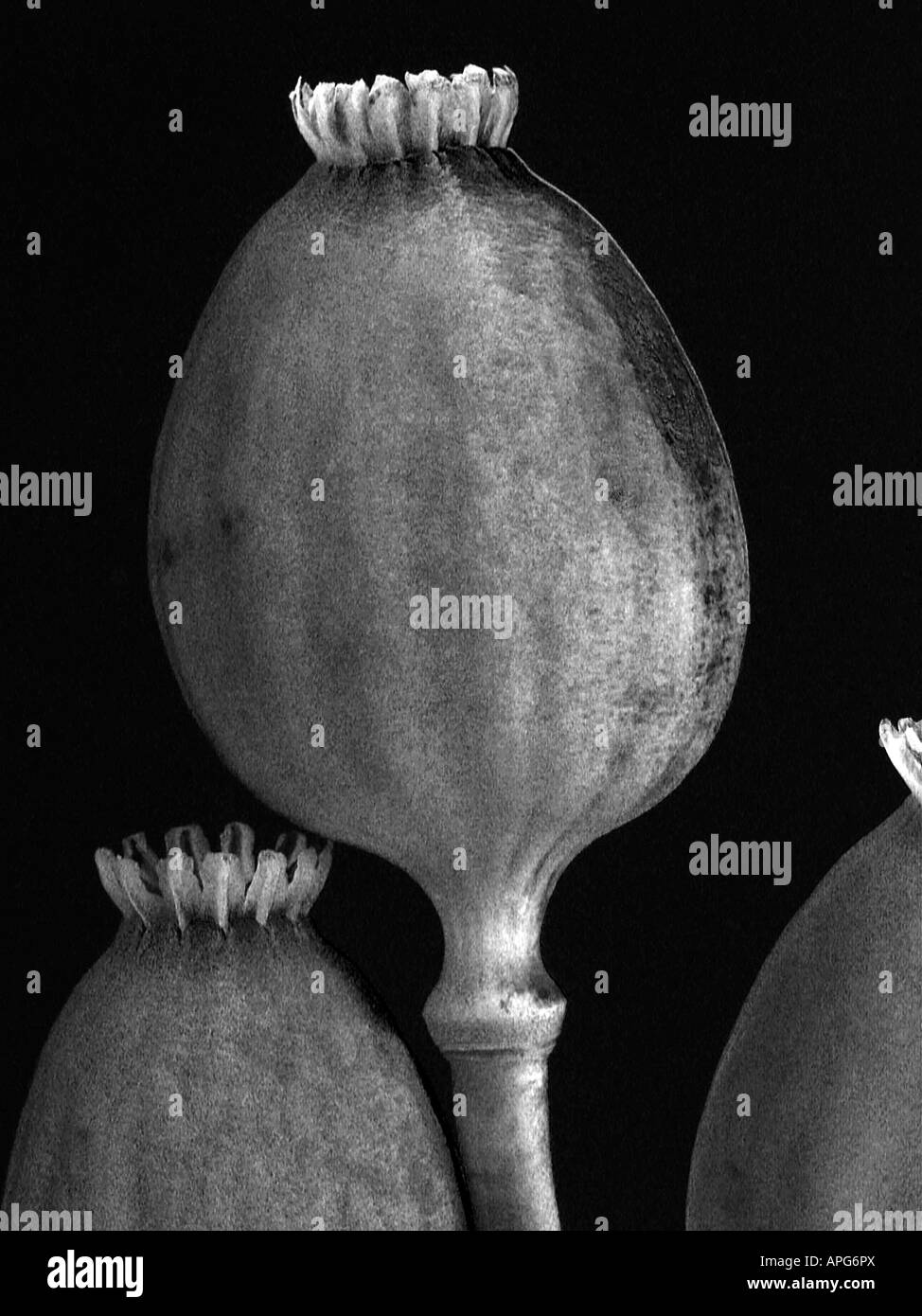 Opium poppy Black and White Stock Photos & Images - Alamy