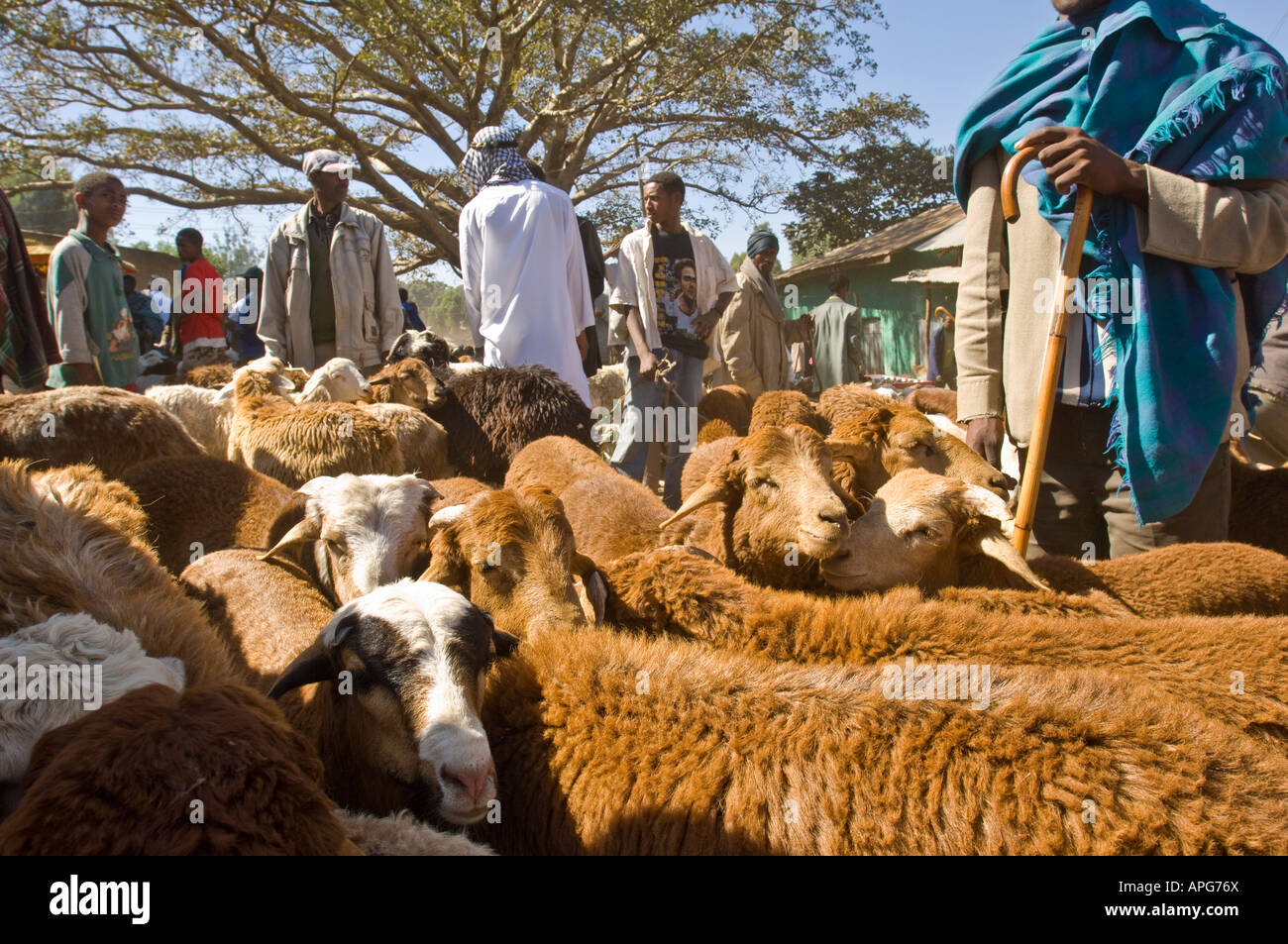 Ethiopian Sheep High Resolution Stock Photography and Images Alamy