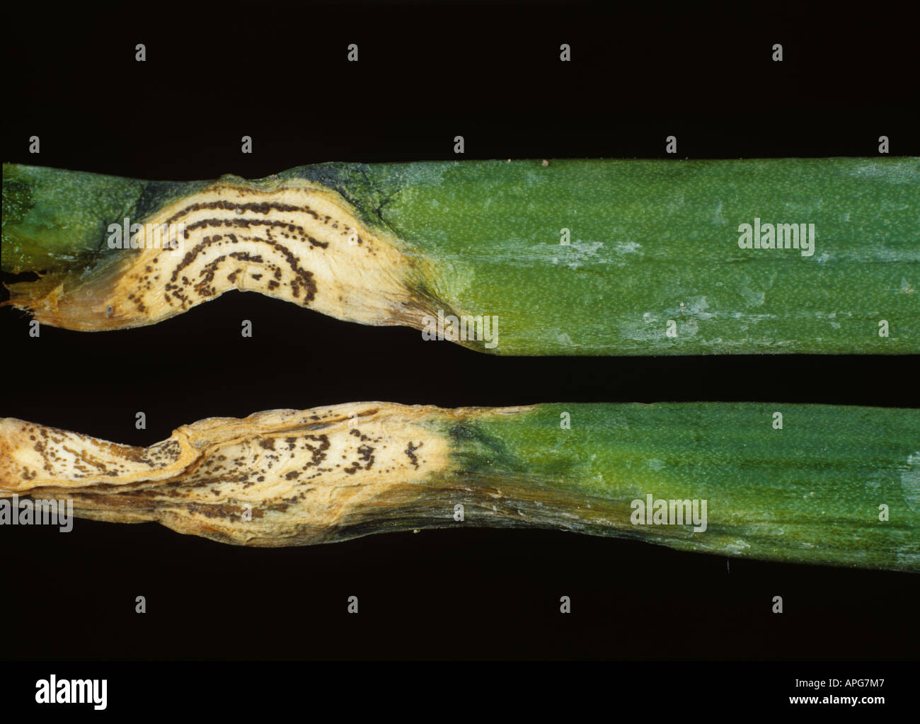 Anthracnose Colletotrichum spp lesion with concentric rings of pycnidia on Chinese chives leaf Stock Photo