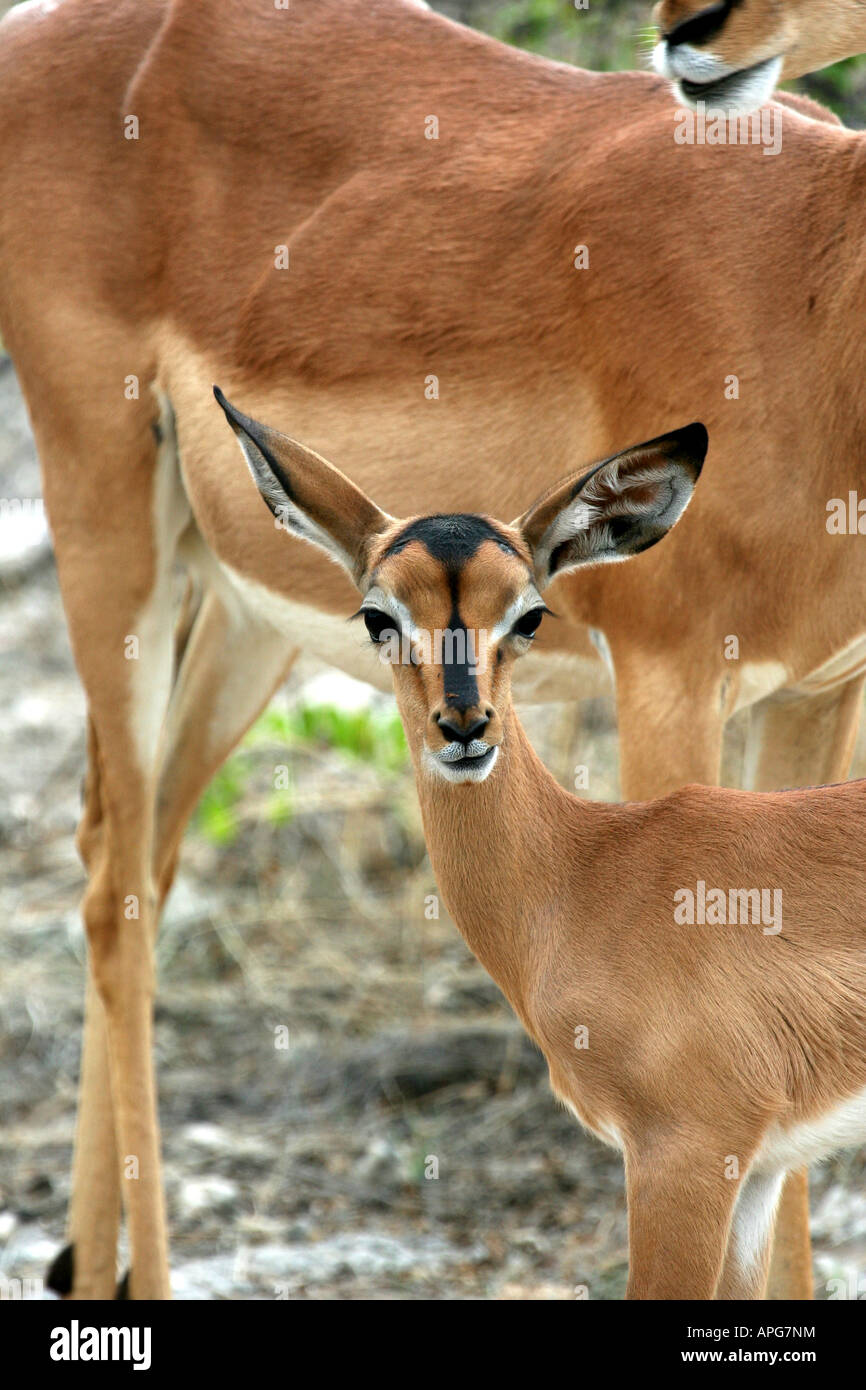 Black Faced Impala Calf Stock Photo