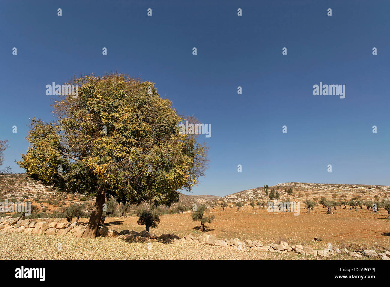 Samaria Mediterranean Hackberry Celtis australis in Yanun Stock Photo