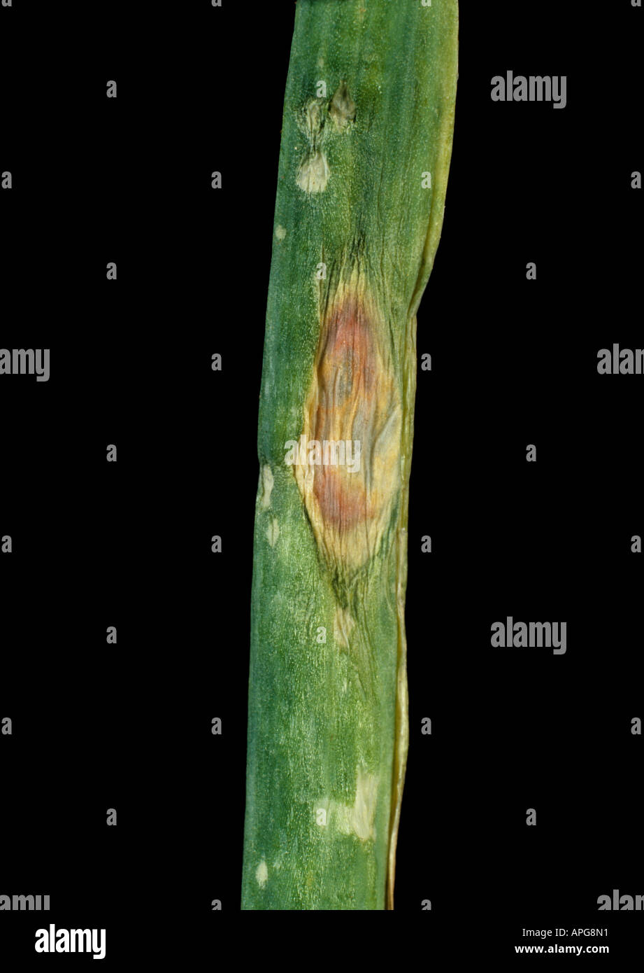 Purple blotch Alternaria porri lesion on an onion leaf Thailand Stock Photo