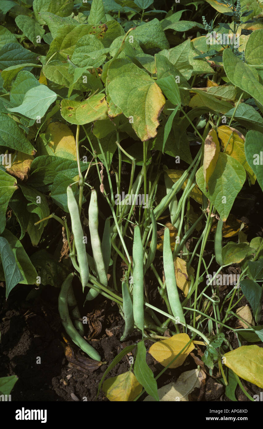 Kidney bean plant in mature pod Stock Photo