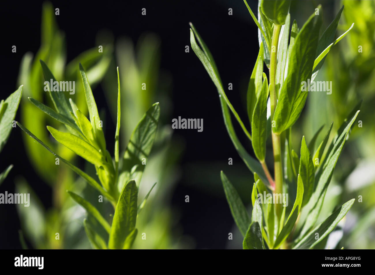 Artemisia dracunculus sativa French Tarragon Stock Photo Alamy