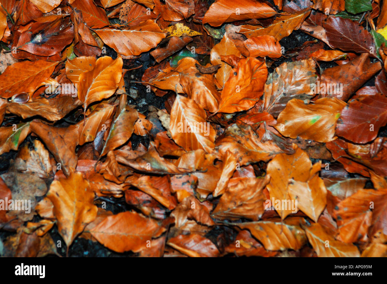 Golden carpet of leaves hi-res stock photography and images - Alamy