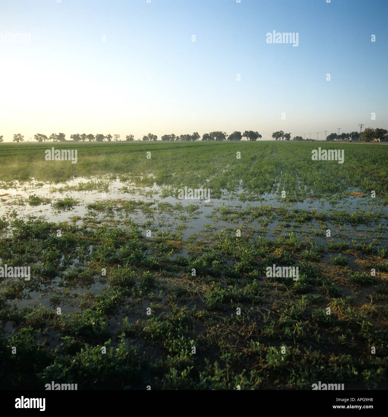 Early morning sun lighting a misty alfalfa crop being flood irrigated California USA Stock Photo