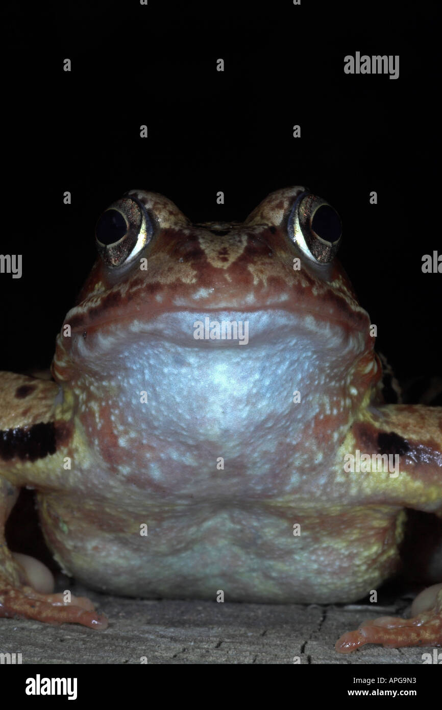 Common Frog Rana temporaria. West Midlands. England Stock Photo Alamy