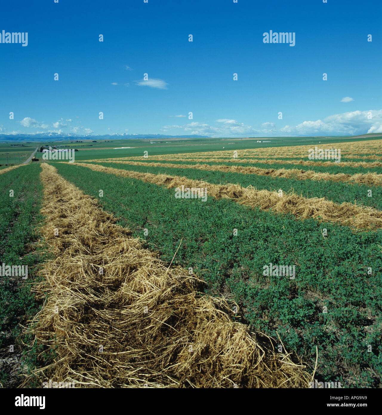 Cut alfalfa crop with swaths of alfalfa straw brown and ready for collection Montana USA Stock Photo