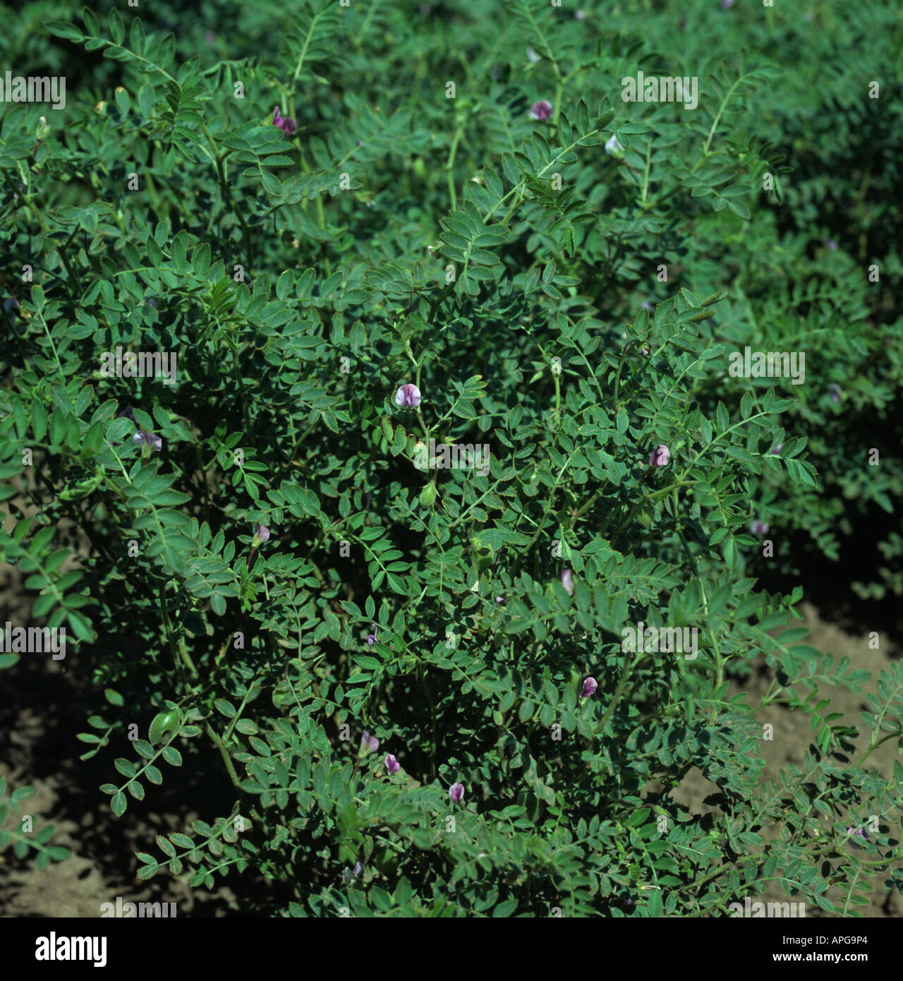 Small leaved chickpea crop in flower dark seeded variety favoured in the Middle East Stock Photo