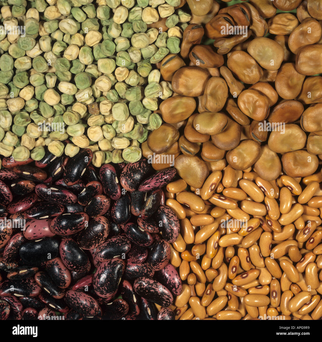 Pea broad bean runner bean green or French bean seeds Stock Photo Alamy