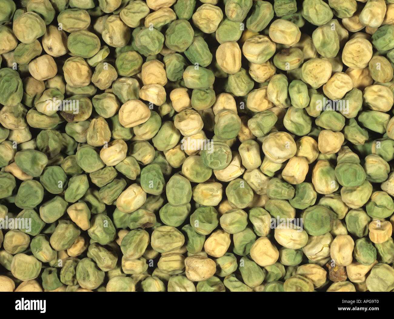 Pea pisum sativum seeds Stock Photo