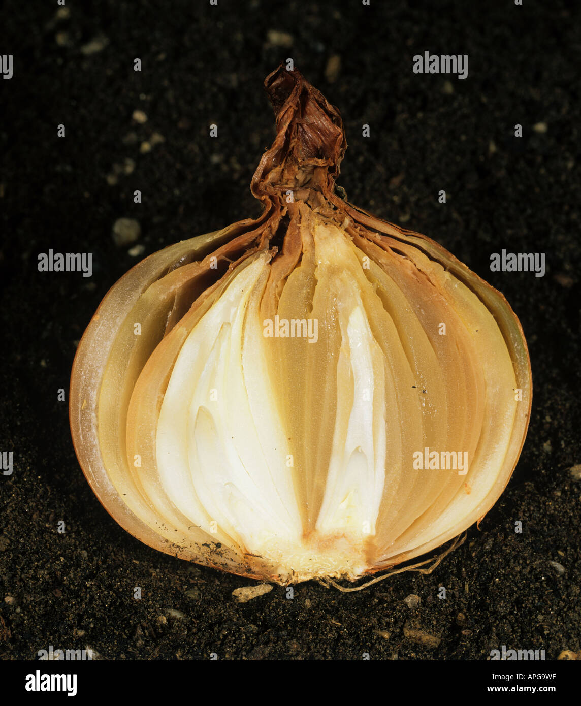 Neck rot onion hires stock photography and images Alamy