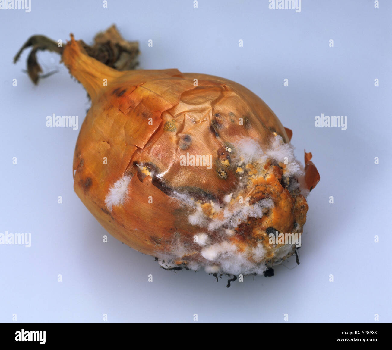 White rot Sclerotium cepivorum mould on harvested onion bulb Stock Photo