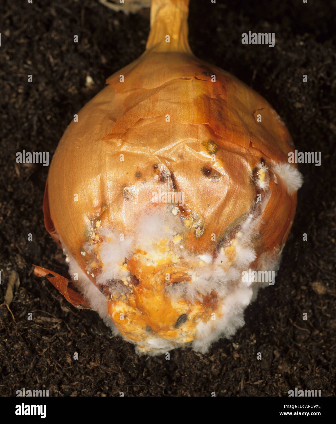 White rot Sclerotium cepivorum mould on harvested onion bulb Stock