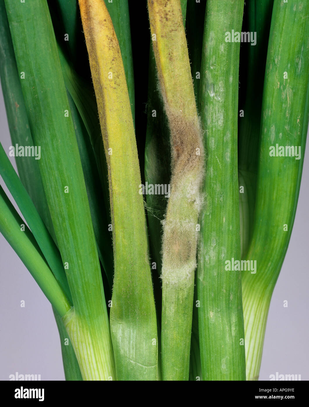 Downy mildew Peronospora destructor on the leaves of harvested spring onions Stock Photo