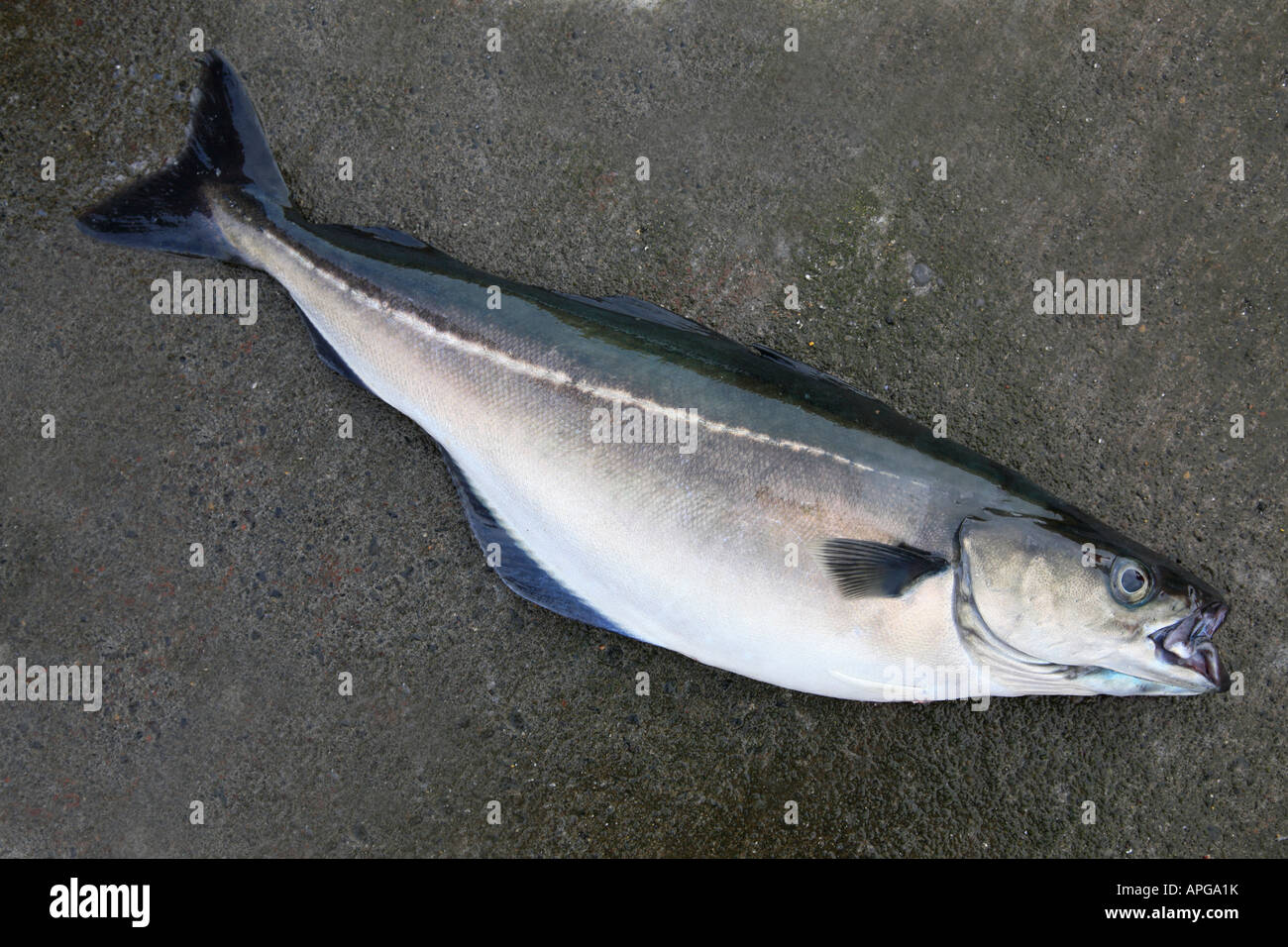 pollack, saithe, coalfish, pollock, Latin: Pollachius virens; caught in Iceland (cut-out) Stock Photo