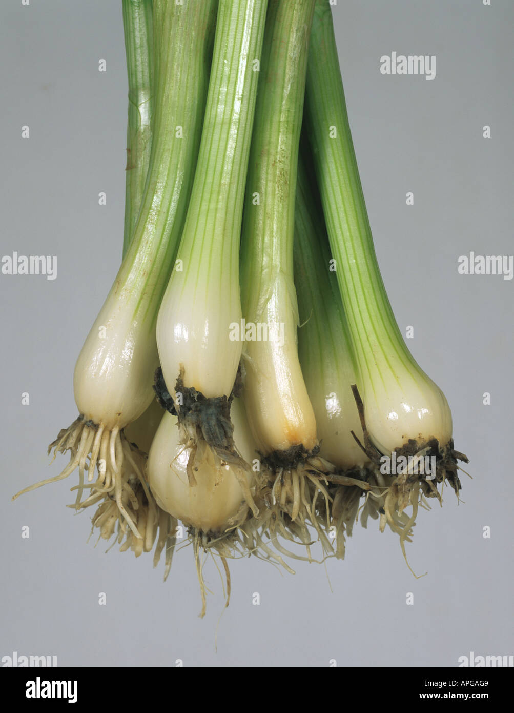 White rot Sclerotinia cepivorum residual mould development on washed spring onion roots Stock Photo