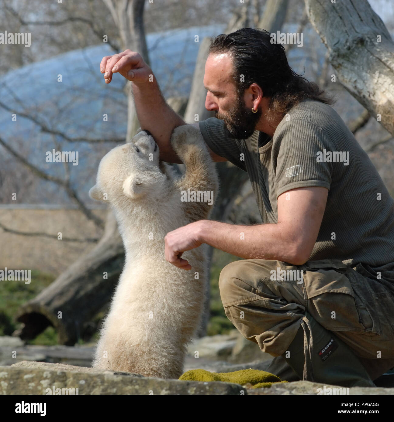 Knut the famous hand-reared polar bear cub playing with his keeper Thomas Doerflein in Berlin Zoo Stock Photo