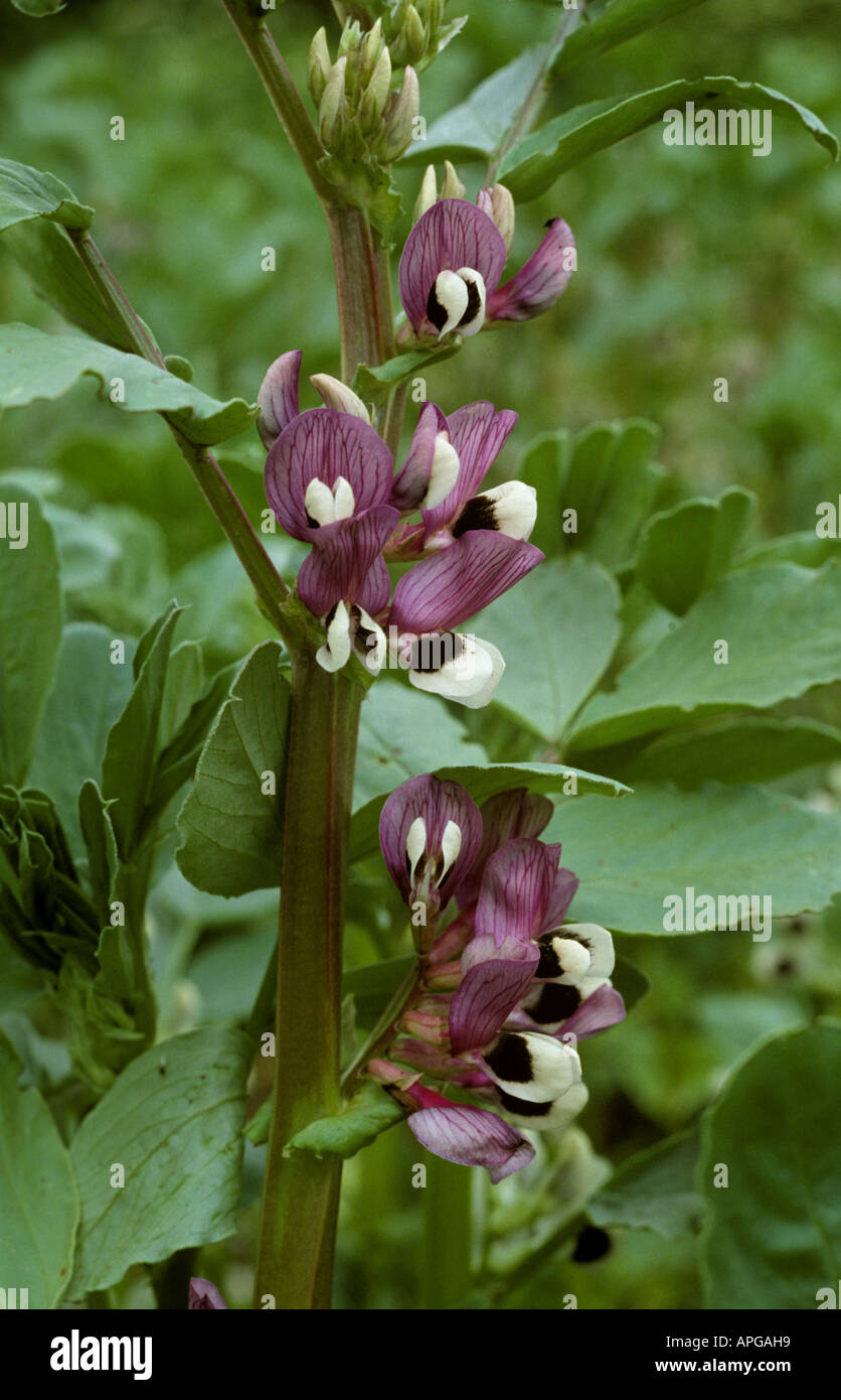 Purple flowered bean plant hires stock photography and images Alamy
