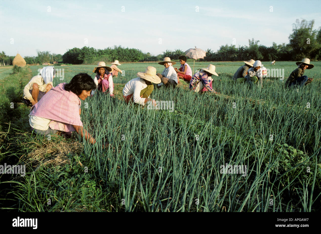 Filipino women hand weeding onion crop in Luzon Philippines Stock Photo