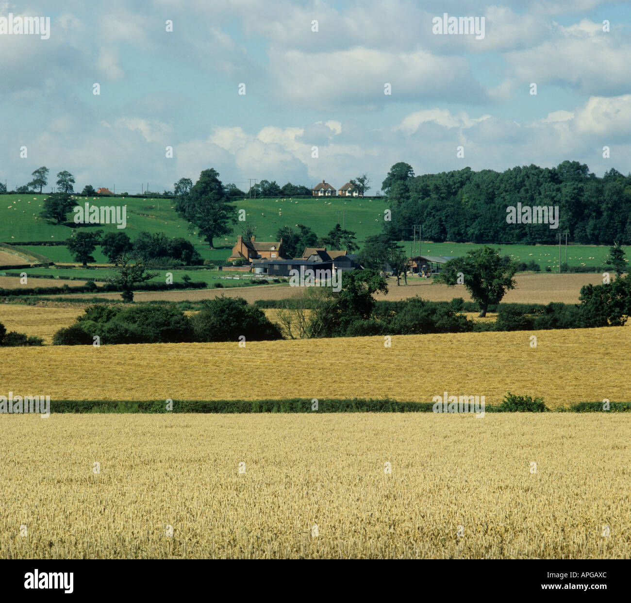 Warwickshire farmland with ripe wheat cut crop countryside and some houses Stock Photo