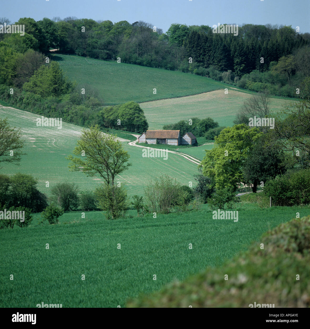 Young cereals in Berkshire downland with hedges spring trees woodland and small flintstone barn Stock Photo