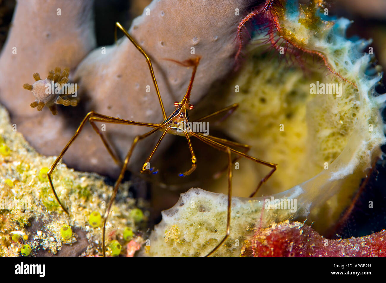 A tiny Yellowline Arrow Crab peers out from his home in a Florida coral reef. Stock Photo
