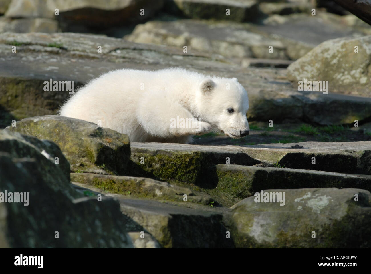 Knut the famous hand reared polar bear cub in Berlin Zoo Stock Photo