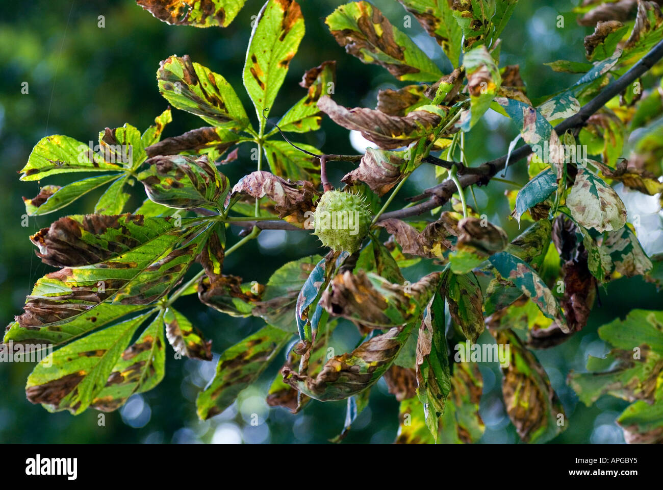 Bleeding canker of horse chestnut hires stock photography and images