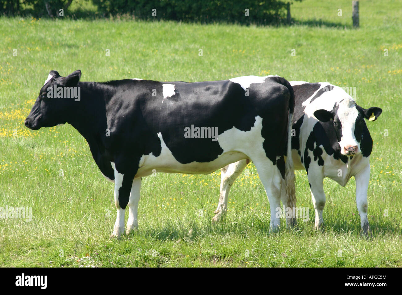 Black and white cows in field hi-res stock photography and images - Alamy