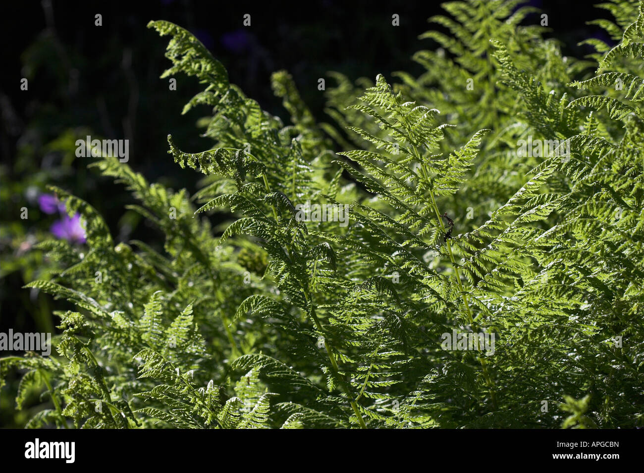 Athyrium filix femina 'Plumosum' Lady fern Stock Photo