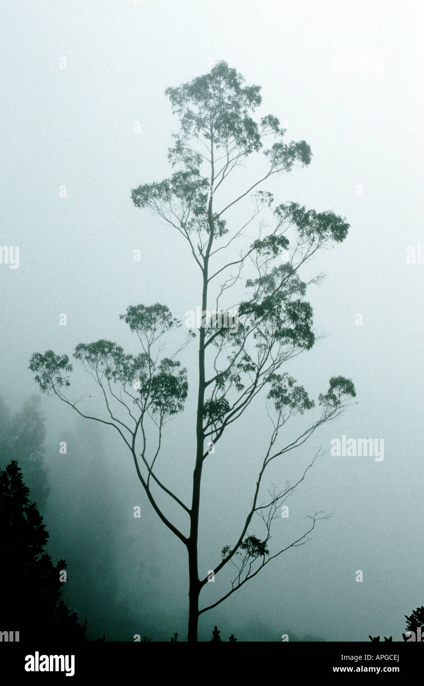 Silhouette of a tree in fog Stock Photo - Alamy