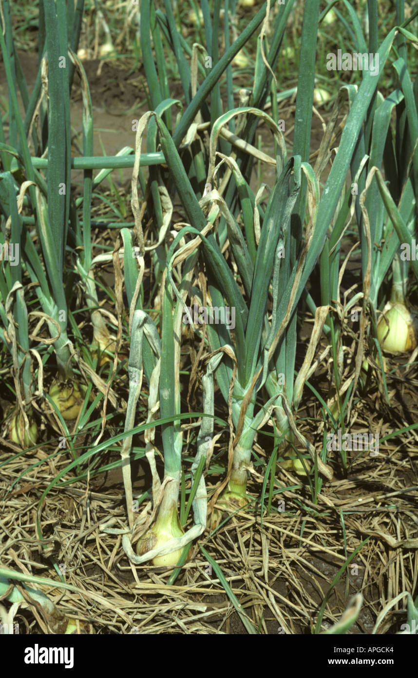 Severe damage to onion plants caused by purple blotch Alternaria porri Thailand Stock Photo