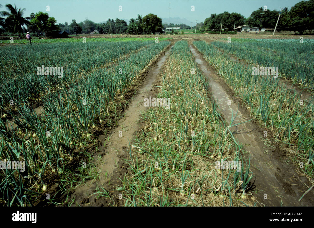 Onion plots showing damage caused by bacterial blight Xanthomonas campestris Thailand Stock Photo