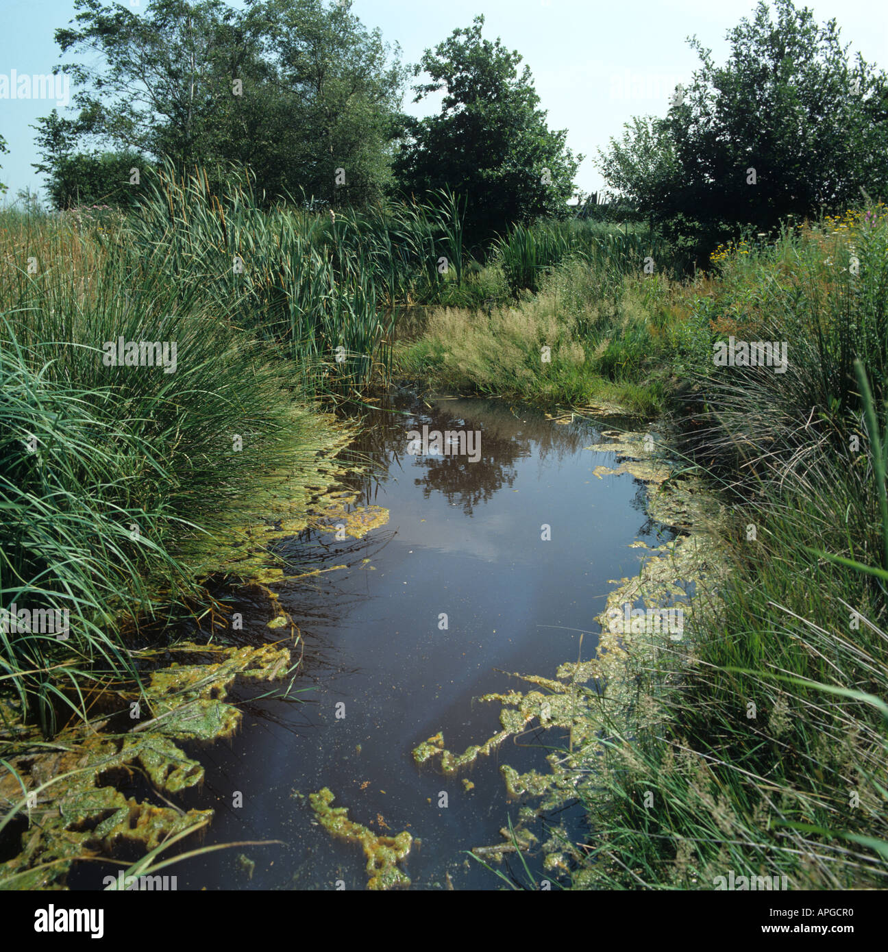 Artificially created farm pond with flowering vegetation wildlife